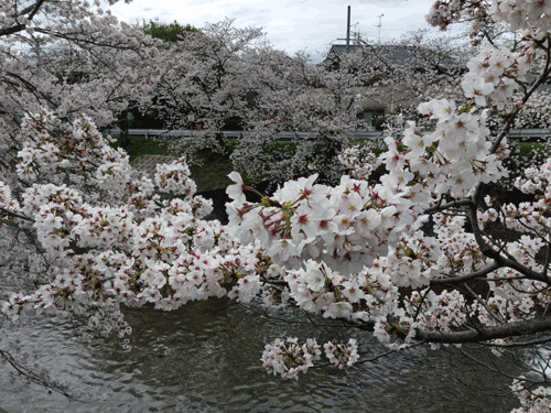 桜