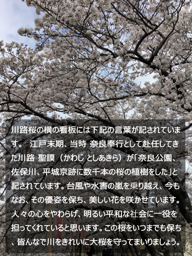 川路桜