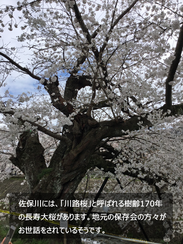 川路桜